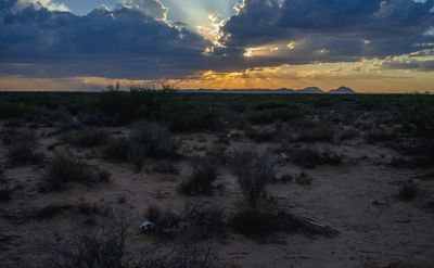 Death in the Desert