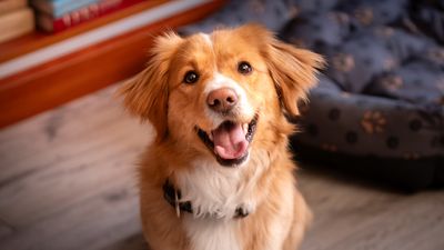 How do you know what your dog’s ‘smile’ means? This expert explains all