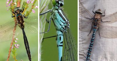 ‘Scotland is drying out’: What is being done to save Scottish dragonflies?