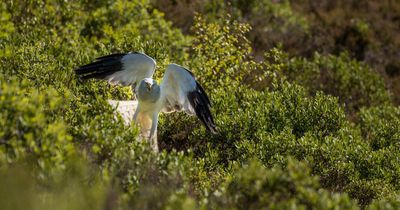 Conservation efforts create thriving birds of prey sanctuary in the Cairngorms