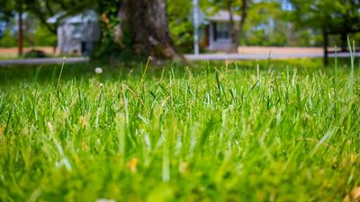 Why is my lawn yellowing in winter? A turf expert reveals the causes and how to help grass recover