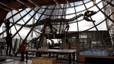 Funding for dinosaur fossil digging falls, as French interest rises