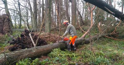 Scots issued warning against entering forests after Storm Eowyn damage