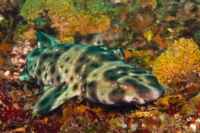 ‘Life finds a way:’ Baby shark born in aquarium tank that only houses females