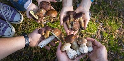 Rural communities in Québec are embracing ‘mushroom tourism’ to boost local economies