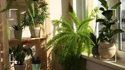 7 sustainable houseplant hacks: horticulture experts share tricks they use to help their plants thrive