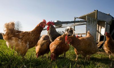 Human case of avian flu detected in England as virus spreads among birds