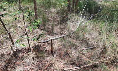 Deadly snake proves nearly impossible to spot…but it’s there