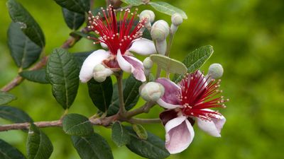 How to grow pineapple guava – for evergreen foliage, vibrant flowers, and tasty fruit