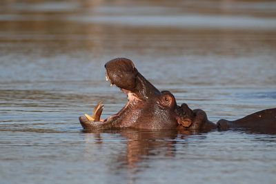 Hippos, narwhals, sperm whales and orcas get protection from trade in ivory