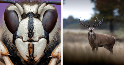 125 Beautiful And Interesting Wildlife Photographs