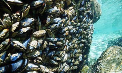 Spanish fishers in Galicia report ‘catastrophic’ collapse in shellfish stocks