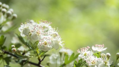 How to grow almond trees in pots – and transform small spaces with this unusual spring bloomer