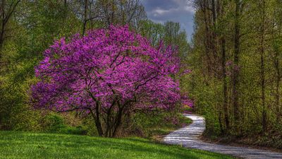 Redbuds need ‘very little pruning’ to be beautiful flowering trees – discover trimming tips from a national collection holder