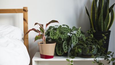 5 houseplants you should never place in your bedroom, according to Feng Shui and interior design experts – plus which plants to choose instead