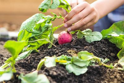 Produce in home gardens near PFAS plant in US contain dangerous levels of chemicals