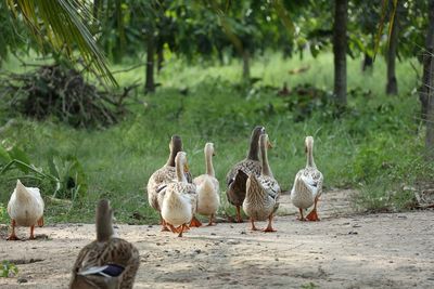 First H5N9 Case Reported In US After Deadly Bird Flu Hits California Duck Farm