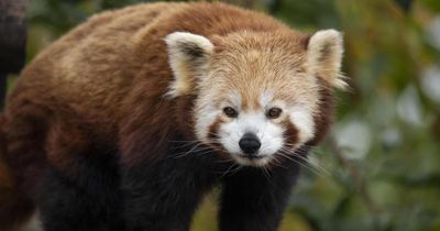 Third red panda dies at Edinburgh zoo as staff say he was among 'visitors' favourite'