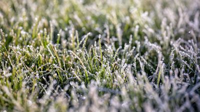 Winter lawn care – 8 essential tasks lawn experts urge you to do now to protect yours through the coldest months