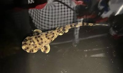 Aquarium surprised by ‘virgin birth’ of swell shark in all-female tank