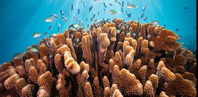 Suffocating seas: low oxygen levels emerging as third major threat to tropical coral reefs