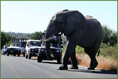 Grandfather Trampled to Death Trying to Save Grandchildren From Elephant Attack