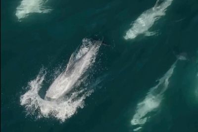 'Super pod' of 1,500 dolphins captured on drone video as they cavort off California's coast