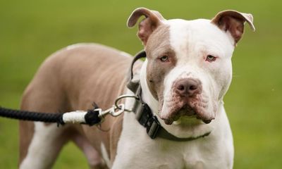 Ban on XL bully dogs a ‘huge burden on policing’, force chiefs warn