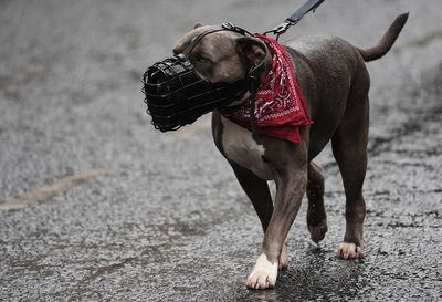 XL Bully ban will cost £25 million in vet and kennel fees - with no clear reduction in attacks