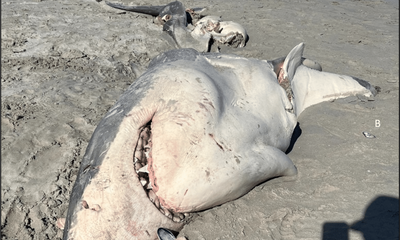 Orcas hunt great white sharks in Australian waters and eat their livers, 50cm bite mark confirms