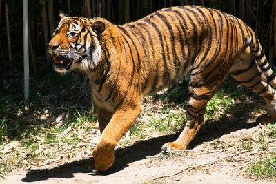 Tiger poachers use fishing boats to smuggle body parts out of Malaysia, study shows