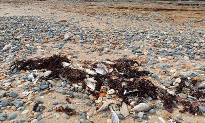 Ocean heatwave likely killed 30,000 fish off Western Australia coast, government says