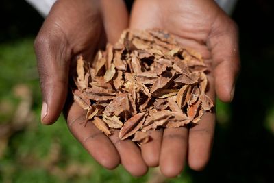 Who can share seeds? As counterfeits hurt African farmers, it’s a growing question