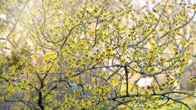 How and when to fertilize witch hazel – experts reveal the secrets for vibrant and healthy flowering plants