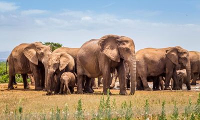 A Training School for Elephants by Sophy Roberts review – the haunting story of a doomed expedition