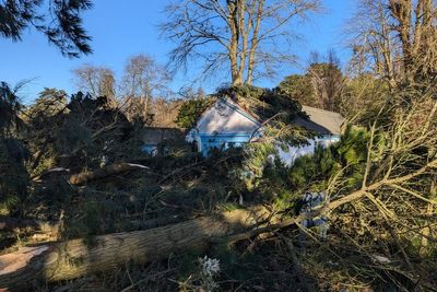 National Trust seeks help after losing more than 10,000 trees in Storm Eowyn