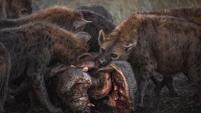 This photographer spent three days photographing a dead hippo – and it won her Photographer of the Year