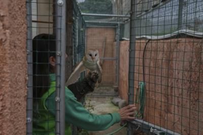 Global Collaboration To Protect Barn Owls In Middle East