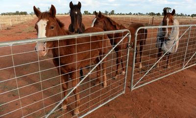 The veterinarian shortage in regional Australia is not a looming crisis – we’re already in it