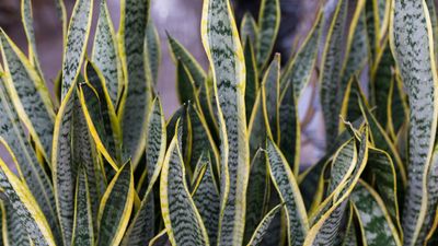 Where to place a snake plant to bring protection, purification and positive energy to your home, according to Feng Shui experts