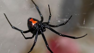 Diagnostic dilemma: A woman injected herself with venom from a black widow spider