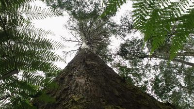 Global ‘gigantism’ hotspot: Tasmanian tree standing at almost 100m tallest in the country