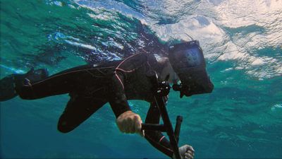 Samsung phones are helping to save coral reefs. Yes, really