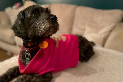 Moment couple’s missing dog finally rescued from remote island cut off by tide