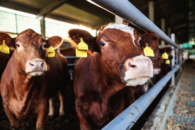 Cattle Markets Just Hit Record Highs. Is More Price Upside Likely?
