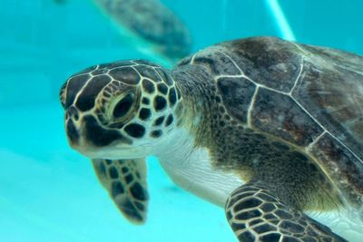 Cold-stunned green sea turtles are recovering at a Florida marine life center