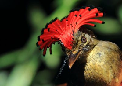 In the most untouched, pristine parts of the Amazon, birds are dying. Scientists may finally know why