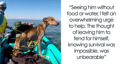 Man Discovers Stranded Dog On Remote Island And Changes His Life Forever