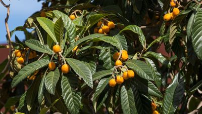 How to grow a loquat tree to bring sweetness and prosperity – with planting and care advice from fruit experts