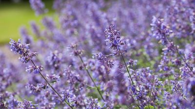 How to grow catmint in pots – experts reveal the secrets to success when adding this aromatic, flowering herb to your container garden